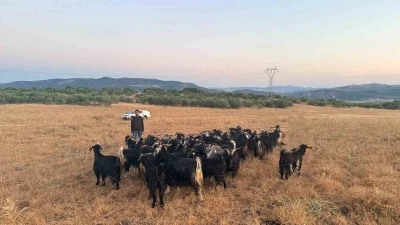 Elazığ&rsquo;da kaybolan 30 ke&ccedil;i dron destekli &ccedil;alışmayla bulundu
