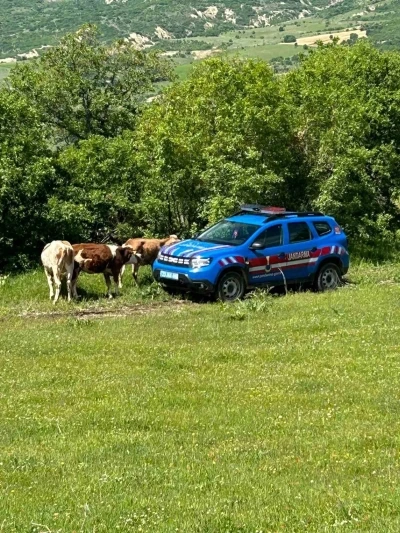 Elazığ&rsquo;da kaybolan inekler dron ile bulundu
