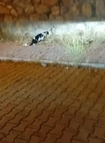 Elazığ&rsquo;da kedi ile yılanın m&uuml;cadelesi kamerada
