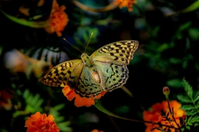 Elazığ’da kelebeklerin çiçeklerle buluşması görsel şölen oluşturdu
