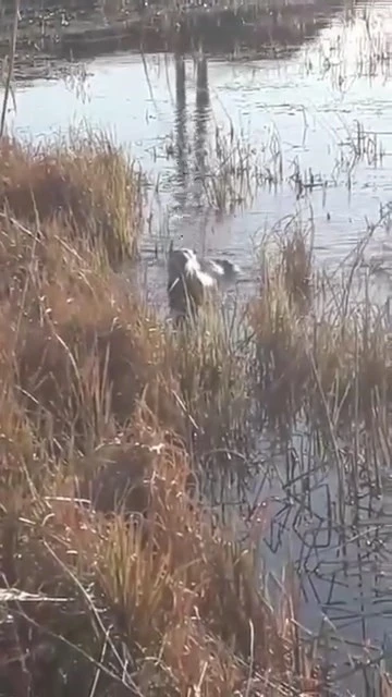 Elazığ’da koruma altındaki su samuru görüntülendi
