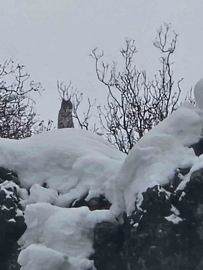 Elazığ&rsquo;da koruma altındaki vaşak g&ouml;r&uuml;nt&uuml;lendi
