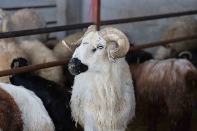 Elazığ&rsquo;da kurbanlık satışları başladı
