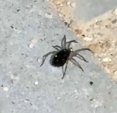 Elazığ’da kurt örümceği görüntülendi
