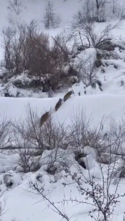 Elazığ&rsquo;da kurt s&uuml;r&uuml;s&uuml; g&ouml;r&uuml;ld&uuml;
