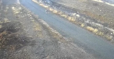 Elazığ&rsquo;da mezraya inen kurt g&ouml;r&uuml;nt&uuml;lendi
