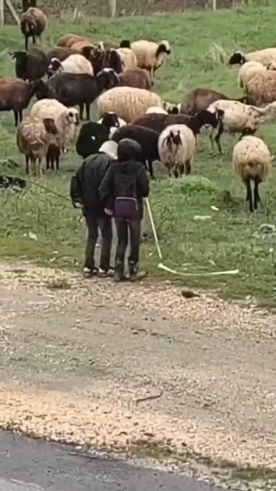 Elazığ&rsquo;da minik &ccedil;obanların s&uuml;r&uuml; başında halayı
