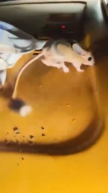 Elazığ’da nesli tükenmekte olan Arap tavşanı görüldü
