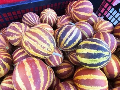 Elazığ’da şamama kavunu tezgahlarda
