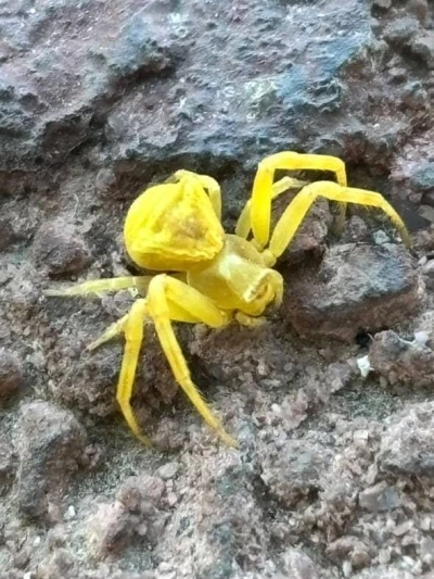 Elazığ’da Sarı Yengeç örümceği görüldü
