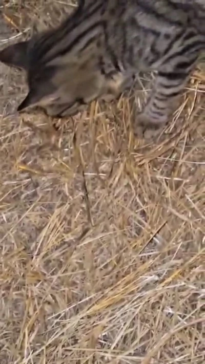 Elazığ’da sarıkız örümceği ile kedinin mücadelesi kamerada
