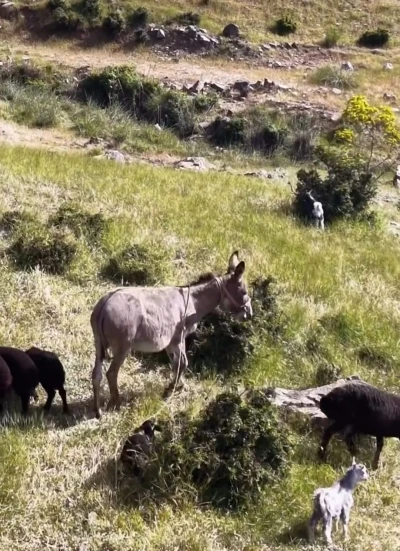 Elazığ&rsquo;da s&uuml;r&uuml;den ayrılan eşeği dronun sesi geri getirdi
