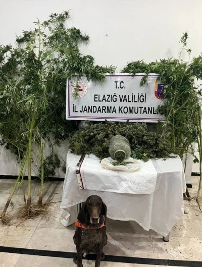 Elazığ’da uyuşturucuyla mücadele: 1 tutuklama
