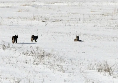 Elazığ&rsquo;da vaşak ailesi g&ouml;r&uuml;nt&uuml;lendi
