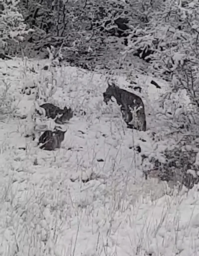 Elazığ&rsquo;da vaşak ailesi g&ouml;r&uuml;nt&uuml;lendi
