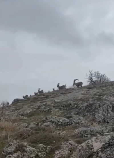 Elazığ’da yaban keçileri sürü halinde görüntülendi
