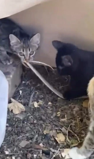 Elazığ’da yavru kedilerin yılanla oynaması kamerada
