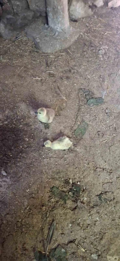 Elazığ&rsquo;da yılan k&uuml;mesteki 5 kaz yavrusunu telef etti
