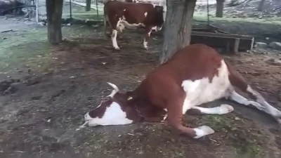 Elazığ’da yıldırım düşmesi sonucu 2 inek telef oldu
