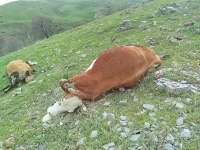 Elazığ&rsquo;da yıldırımın &ccedil;arptığı inekler telef oldu
