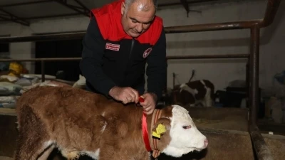 Elazığ&rsquo;da yılın ilk buzağısına "Bereket" adı verildi
