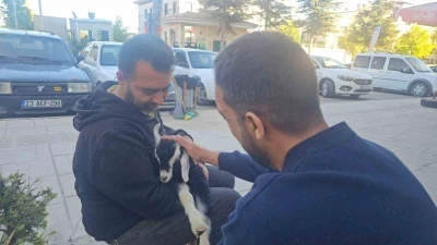 Elazığ&rsquo;da &rsquo;Zeytin&rsquo; isimli oğlak, mahallenin maskotu haline geldi

