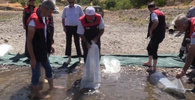 Elazığ’daki su kaynaklarına 5 milyon 786 bin yavru sazan bırakılacak
