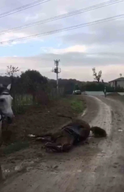 Elektrik akımına kapılan at telef oldu
