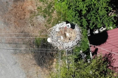 Elektrik direğindeki yuva 23 yıldır leylek ailesine ev sahipliği yapıyor
