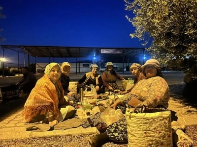 Elleriyle poğaça yapan kadın vekil şafakta üreticiyle birlikte hasat yaptı
