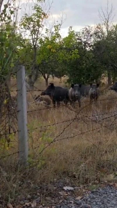 Elmadağ’da tarlada domuz sürüsü görüldü
