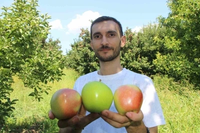 Elmalarını zirai dondan koruyan çiftçi hasada başladı: 80 ton rekolte bekliyor
