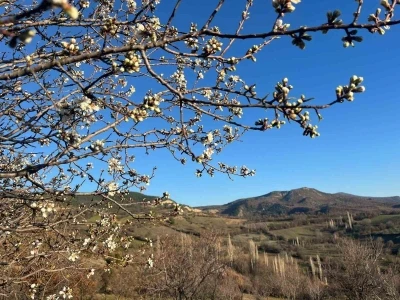 Emet&rsquo;te badem ağa&ccedil;ları &ccedil;i&ccedil;ek a&ccedil;tı

