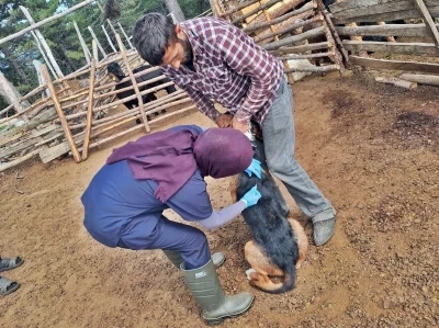 Emet’te küçükbaş hayvan sağlığı çalışmaları
