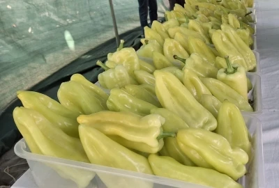 En iyi Kale Biberi yetiştiricileri ödüllendirildi
