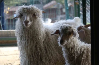 Endemik Vadi&rsquo;de Ankara&rsquo;nın 4 beyazı
