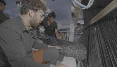 Endonezya’da ağlara takılan balina köpekbalığı uzun uğraşlar sonucu kurtarıldı
