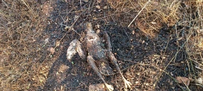 Enerji nakil hattına çarpan kuş yangına neden oldu
