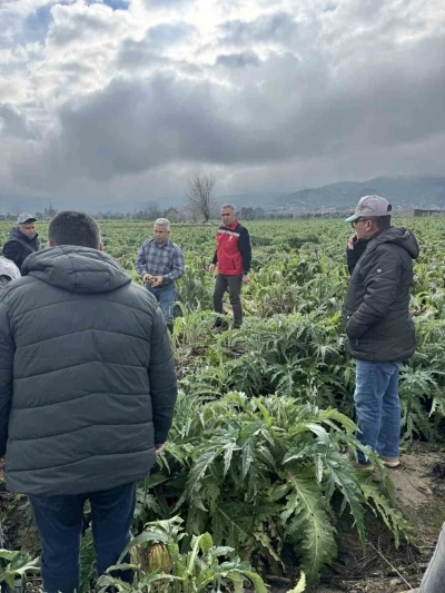 Enginar tarlaları incelendi, &uuml;reticiler, TARSİM hakkında bilgilendirildi
