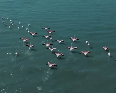 Erçek Gölü’nde jandarmadan flamingo nöbeti
