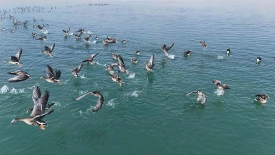 Erçek Gölü’nün yeni misafirleri küçük sakarcalar havadan görüntülendi

