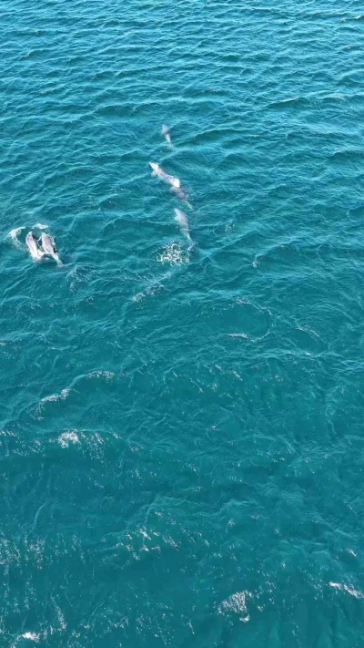 Erdek Körfezi’nde yunus sürprizi, Bandırma Limanı’nda lüfer şöleni
