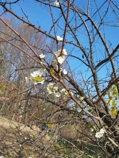 Erik ağacı Aralık ayında çiçek açtı

