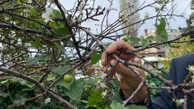 Erik ağacı Kasım ayında çiçek açıp meyve verdi
