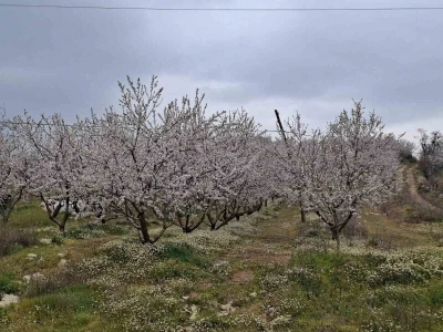 Erken &ccedil;i&ccedil;ek a&ccedil;an ağa&ccedil;lar don tehlikesiyle karşı karşıya
