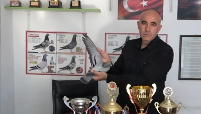 Ermenistan sınırından bırakılan g&uuml;vercin bin kilometre yolu bir g&uuml;nde katederek evine d&ouml;nd&uuml;
