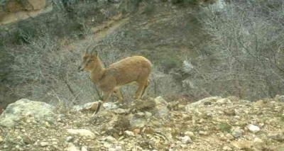 Eruh kırsalında dağ ke&ccedil;ileri g&ouml;r&uuml;nt&uuml;lendi