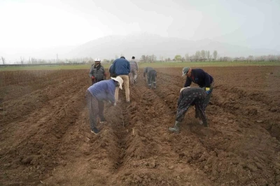 Erzincan b&ouml;lgenin fidan ihtiyacını karşılıyor
