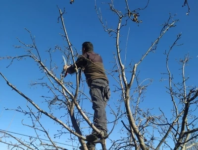 Erzincan &ccedil;ift&ccedil;isine &lsquo;budama&rsquo; uyarısı
