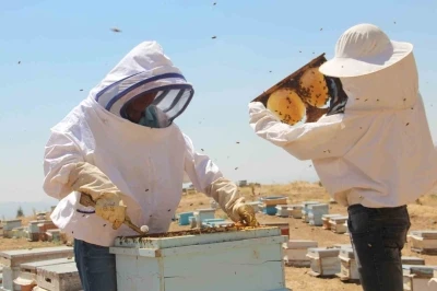 Erzincan’da arıcıların bal hasadı sürüyor
